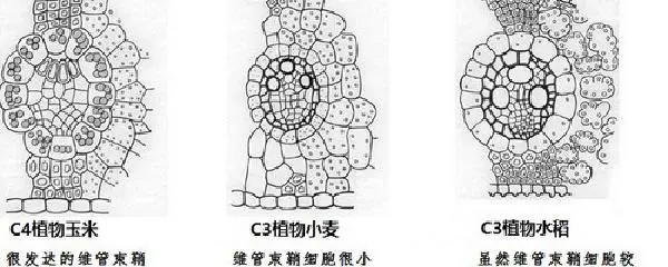 刻苦训练篮球时如何避免受伤的建议_2